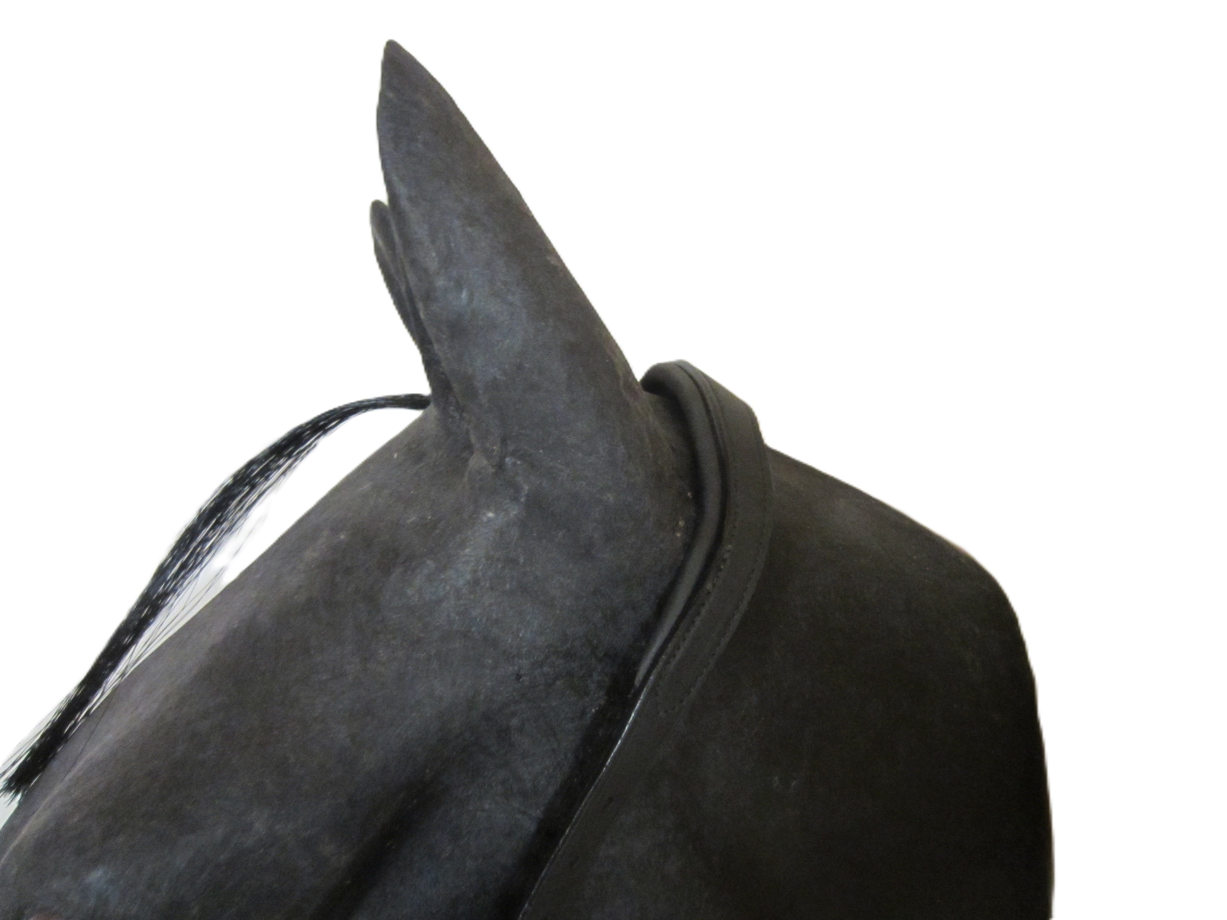 "Padded Anatomical" French cavesson Cavecon / Cavesson with D-rings