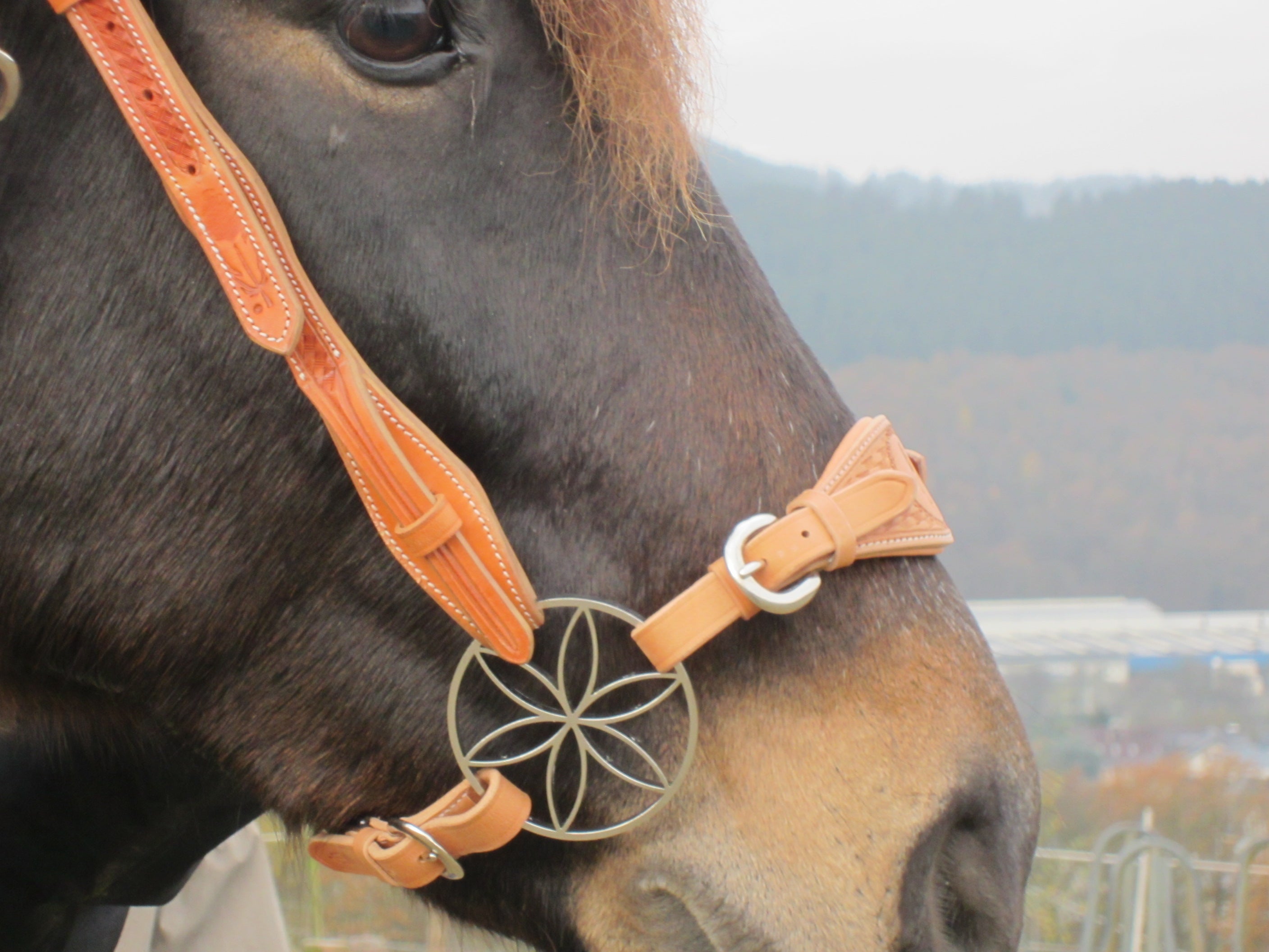 Muserolle pour Hackamore, bride sans mors