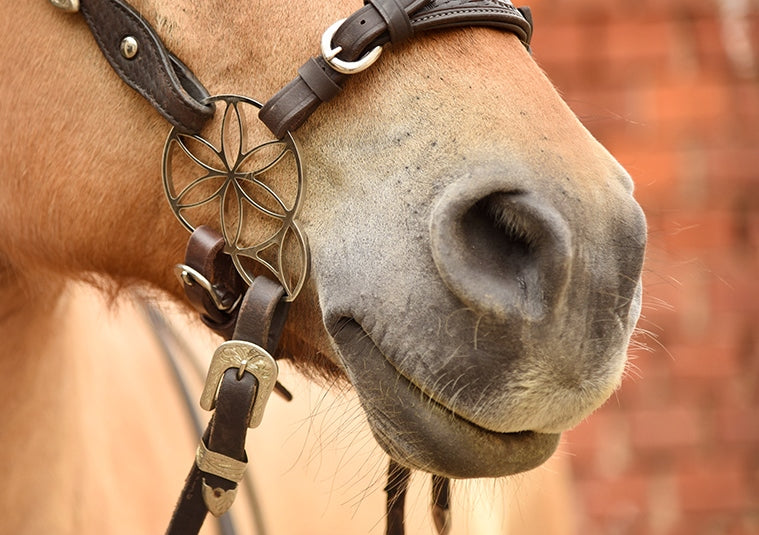 Hackamore AMKA Sans Morsure Reitsport Amesbichler Avec Rembourrage Nasal Et Mentonnière - Noir