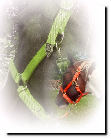 Einzelstücke - Qualitätsstallhalfter von Hamilton "Premium"