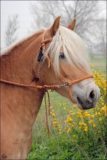 Casque pieds nus "Amber" 2-en-1