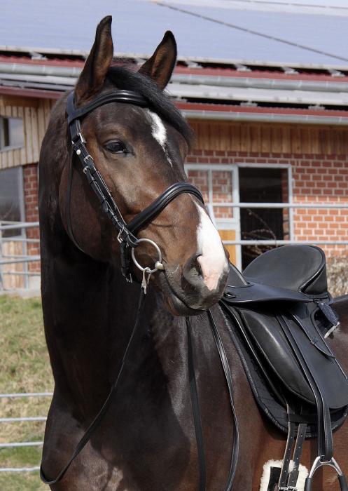 Casque 2-en-1 Barefoot 'WELlington Contour'