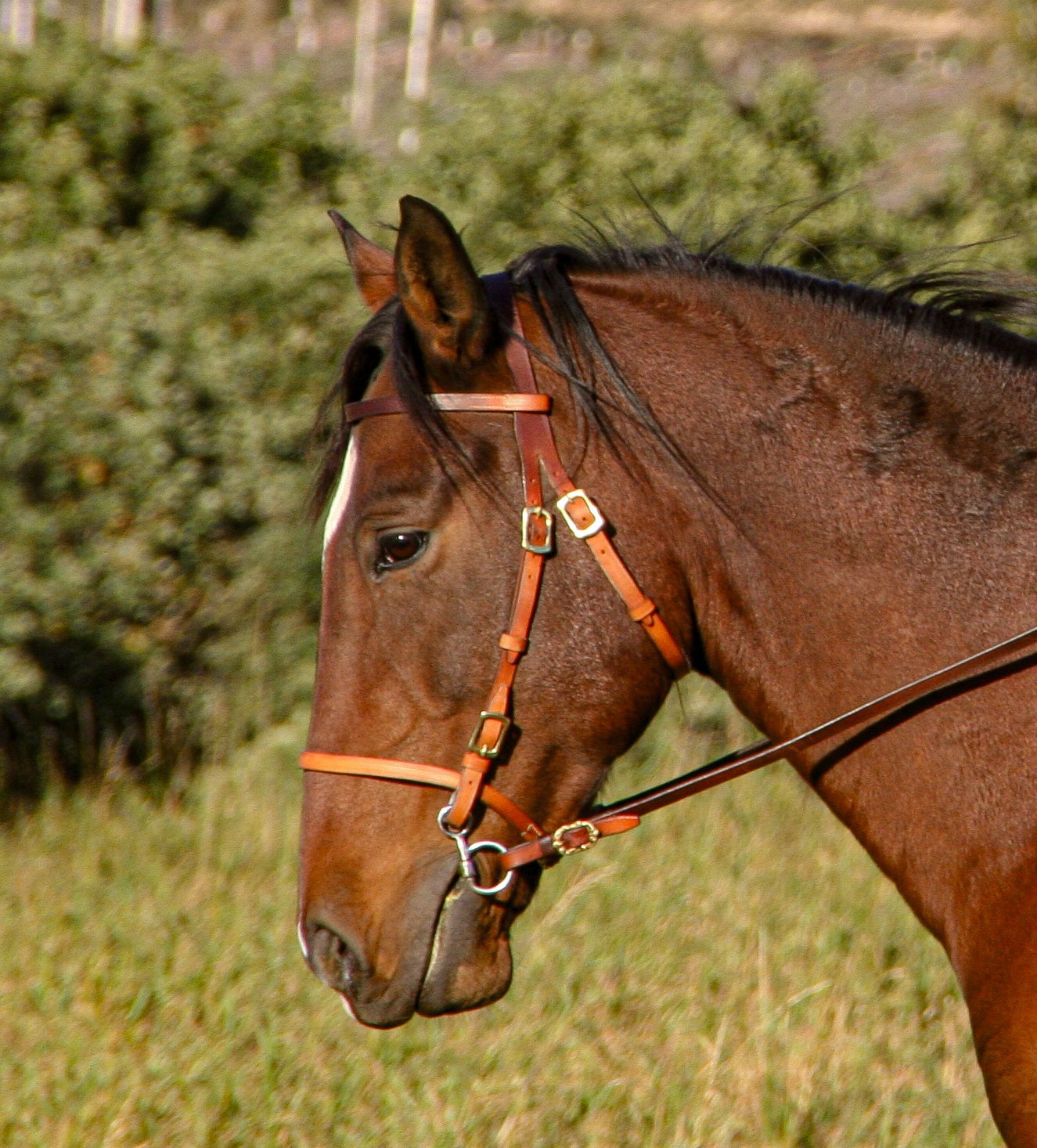 Baroque bridle "Aventar" with freedom of ears