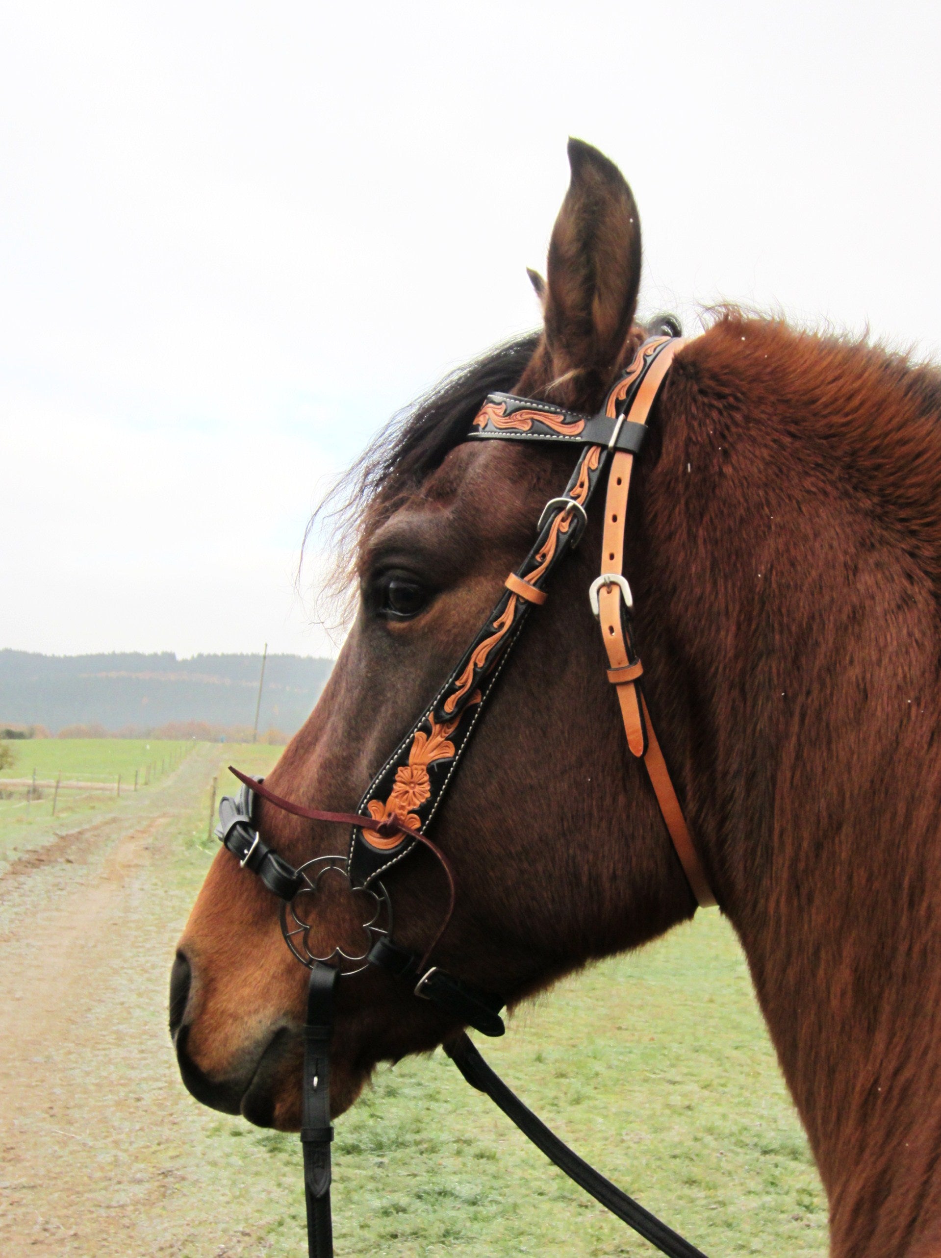 Noseband for Hackamore, bitless bridle 