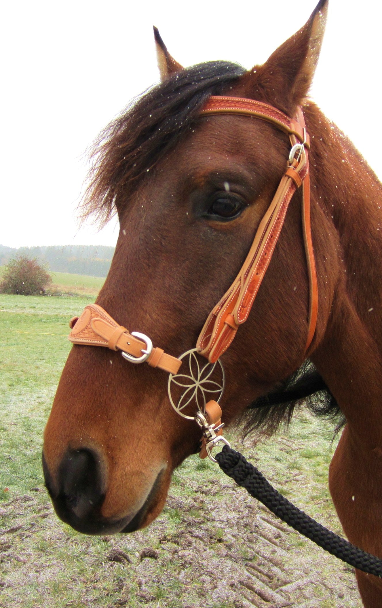 Noseband for Hackamore, bitless bridle 