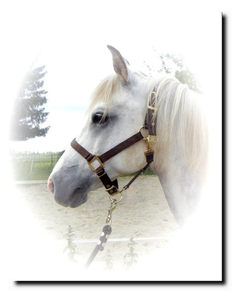 Quality stable halter from Hamilton "Premium" size. L - Average