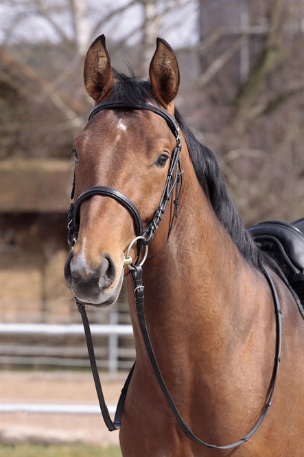 Barefoot headstall or bridle - Devon - sales only while stocks last! 