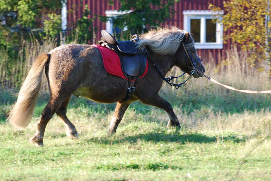 Trekker Sattel "Pony Luxus"